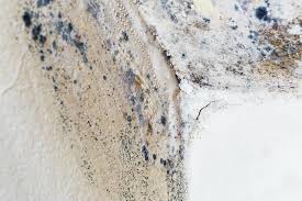 Why You Should Choose Our Mold Remediation Services in Rhinelander, WI